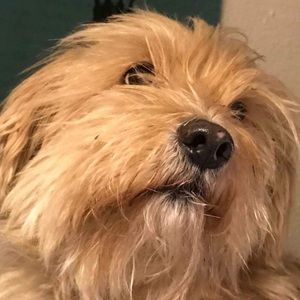 Meet your Posher, Pablo